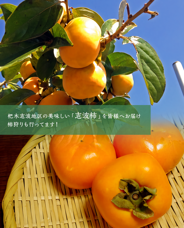 杷木志波地区の美味しい柿を皆様へお届け 柿狩りも行ってます！